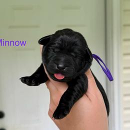 Minnow - Black female Labrador Retriever puppy in Lenoir, North Carolina from Wooten Retrievers