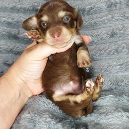 GEMMA - Choc Cream - Chocolate and cream female Dachshund puppy in Swink, Oklahoma from Palali Farm