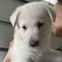 Groot - White male German Shepherd puppy in Perkasie, Pennsylvania from Twila Ruth Herot