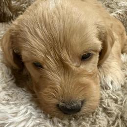 Star - Apricot female Labradoodle puppy in Churchill County Fallon, Nevada from Card Family Ranch