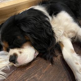 Rome - Cavalier King Charles Spaniel