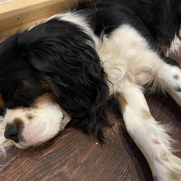 Rome - Cavalier King Charles Spaniel