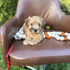 Raphael - Merle male Whoodle puppy in Gladewater, Texas from Kalin’s K9s