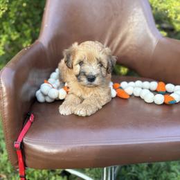Raphael - Merle male Whoodle puppy in Gladewater, Texas from Kalin’s K9s