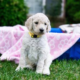 Orion - White male Poodle puppy in Pleasant Grove, Utah from Out of This World Poodles