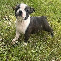 Utah - Black brindle and white male Boston Terrier puppy in Fillmore, Illinois from Wind Hill Puppies