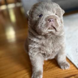 Rocco - Lilac dilute male Chinese Shar-Pei puppy in Auburn, Kansas from Justin's Chinese Shar-Pei