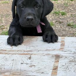 Labrador Retriever Puppies from Wings of Freedom Retrievers