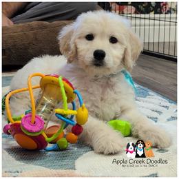 VANNA - F1 English Goldendoodle - OFA-Genetics-Microchip-2 year warranty. - Cream female Goldendoodle puppy in Jeddo, Michigan from Apple Creek Doodles