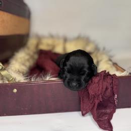 River - Black female Labrador Retriever puppy in Rocky Top, Tennessee from Rocky Top Retrievers