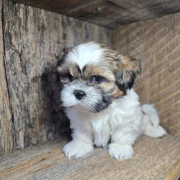 Romeo - Tricolor male Shih Tzu puppy in Mountain Grove, Missouri from Precious Puppies