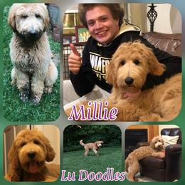 Goldendoodle Puppies from Lu Doodles