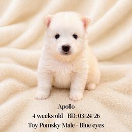 Apollo - White male Pomsky puppy in Lincoln, Nebraska from Blue Heaven Pomsky