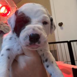 Bilbo - White and black male Dalmatian puppy in Conroe, Texas from Saint Rocco's Dalmatians