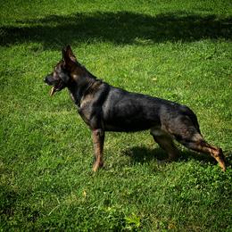 Baxter - German Shepherd