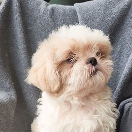 Theodore - Cream and white male Shih Tzu puppy in Tampa, Florida from Fancy Shih Tzus