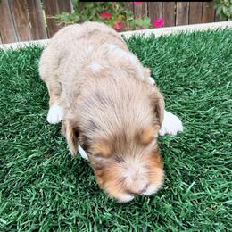 Harry Styles - Brown merle male Aussiedoodle puppy in Bakersfield, California from Annie's Aussies
