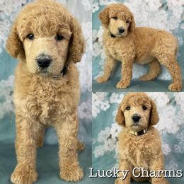 Lucky Charms - Poodle puppy in Swansboro, North Carolina from Monarch Standard Poodles