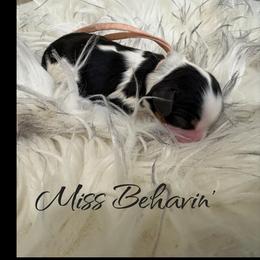 Girl 1 - female Cavalier King Charles Spaniel puppy in Mystic Islands, New Jersey from Mystic Cavaliers LLC