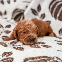 Grey collar boy - Red  male Goldendoodle puppy in Spokane, Washington from Dream Doodles in Spokane WA