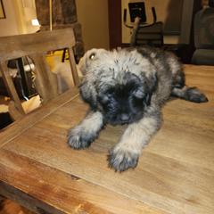 Bouvier des Flandres Puppies from Evan Coffield