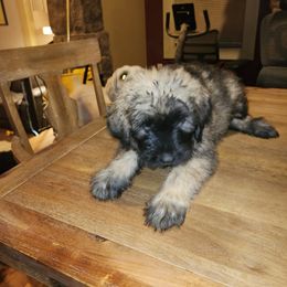 Bouvier des Flandres Puppies from Evan Coffield