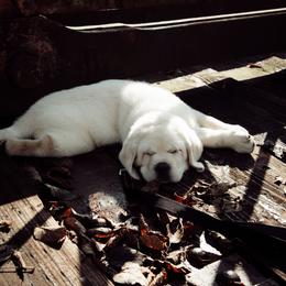 Labrador Retrievers from Jones Family Labs