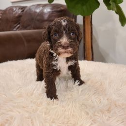 Max - Portuguese Water Dog puppy from Gulf Coast Puppies