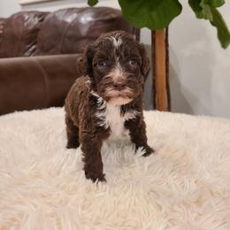 Max - Portuguese Water Dog puppy from Gulf Coast Puppies