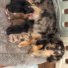 Calypso - Dapple female Dachshund puppy in Longview, Texas from Gee Dogs- Dachshunds and Bernedoodles