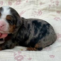 Churro (orange collar) - Blue merle male Bernedoodle puppy in Colorado Springs, Colorado from Mercy Mountain Bernedoodles