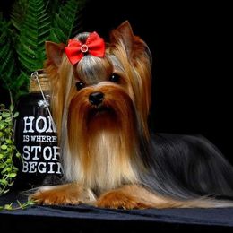 Yasha - Yorkshire Terrier