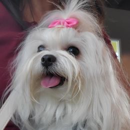 Mishka - Maltese