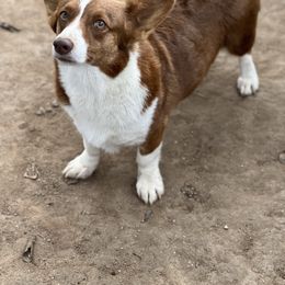 Kona - American Corgi