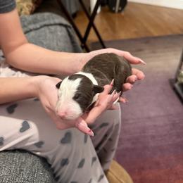 Red and wht boy 3 - White and red male Border Collie puppy in Jackson, New Jersey from NJ Bees BC
