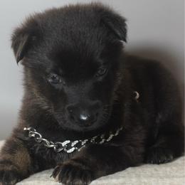 Vin - Black and cream male German Shepherd puppy in De Land, Florida from 3B’s Animal Artistry