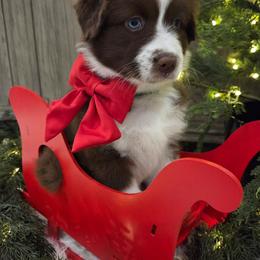 Dancer - Red tri-color female Australian Shepherd puppy in Anthony, Florida from Out of the Blue Aussies