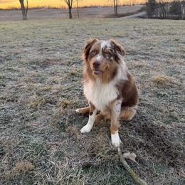 Waylon - Australian Shepherd