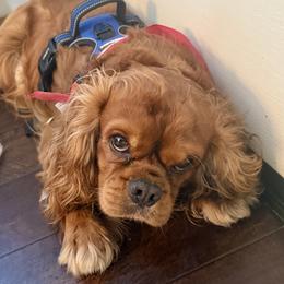 Chewey - Cavalier King Charles Spaniel
