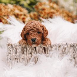 Teal Boy Cavapoo - Apricot male Cavapoo puppy in Mckinney, Texas from Doodles of North Tx