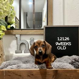 Chris P - Red male Dachshund puppy in Goodyear, Arizona from AZ Low Life Doxies