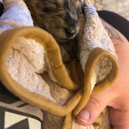Dachshund Puppies from Birkin’ Paws