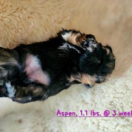 Aspen - Silver female Shih Tzu puppy in Center Point, Iowa from Puppies in a Box Shih tzus