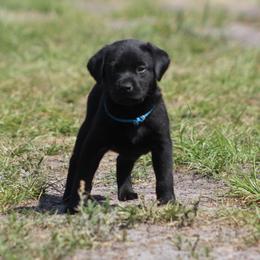 Boy 3 - Black male Labrador Retriever puppy in Four Oaks, North Carolina from TLC Retrievers