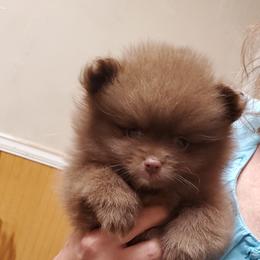 Pomeranian Puppies from Bluebonnet Pomeranians
