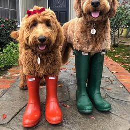 Goldendoodle All Grown Up from Designer doodles