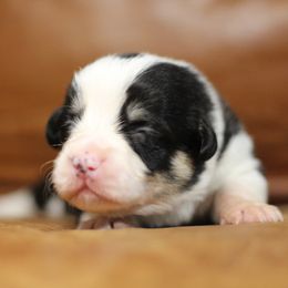 Pembroke Welsh Corgi Puppies from Ayers Acres Corgis