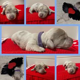 Freya (Purple Colar) - Fawn (Isabella) female Dachshund puppy in Mobile, Alabama from Ruff Patch Doxie Den