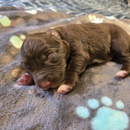 Border Collie and Golden Retriever Puppies from Sona Kennels
