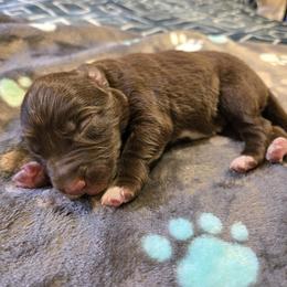 Border Collie and Golden Retriever Puppies from Sona Kennels